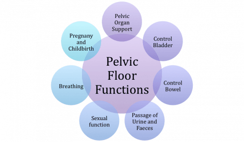 500px-Pelvic_Floor_Functions